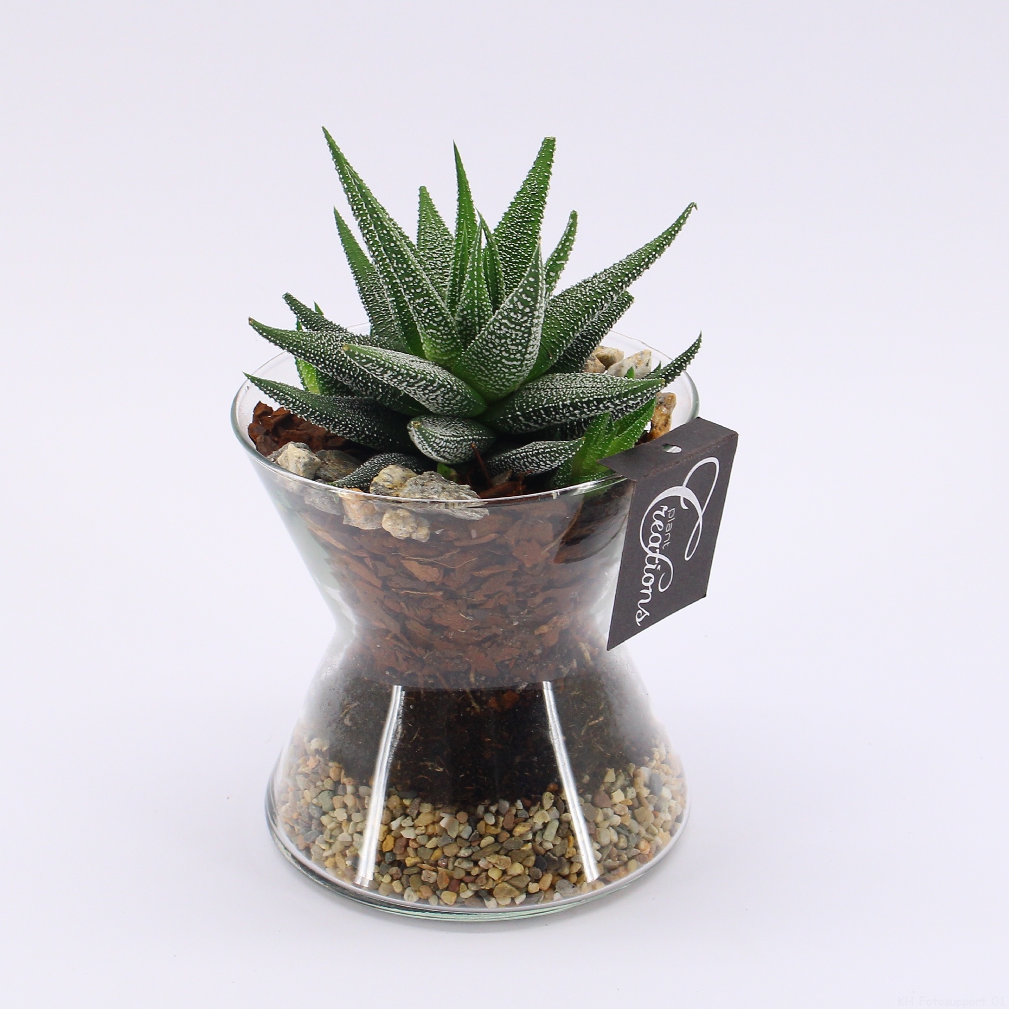 SUCR-2602 Succulent Essentials, D 12