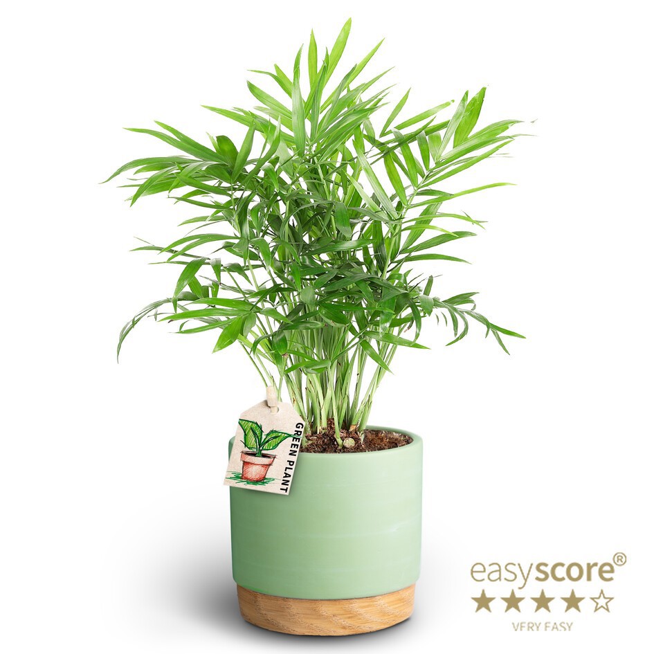 CHAMAEDOREA ELEGANS 40913288 WB Matcha Chamaedorea, D 10 cm