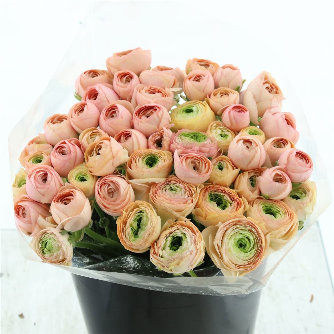 Ранункулус Саксесс Туарег 40, шт.