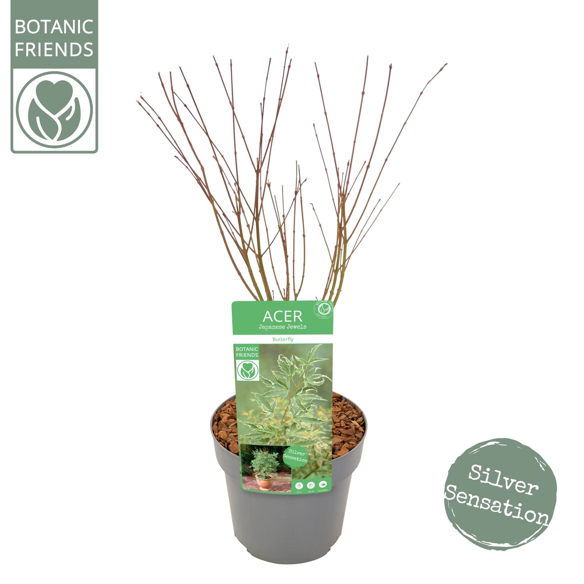 Acer palm. 'Butterfly', D 19