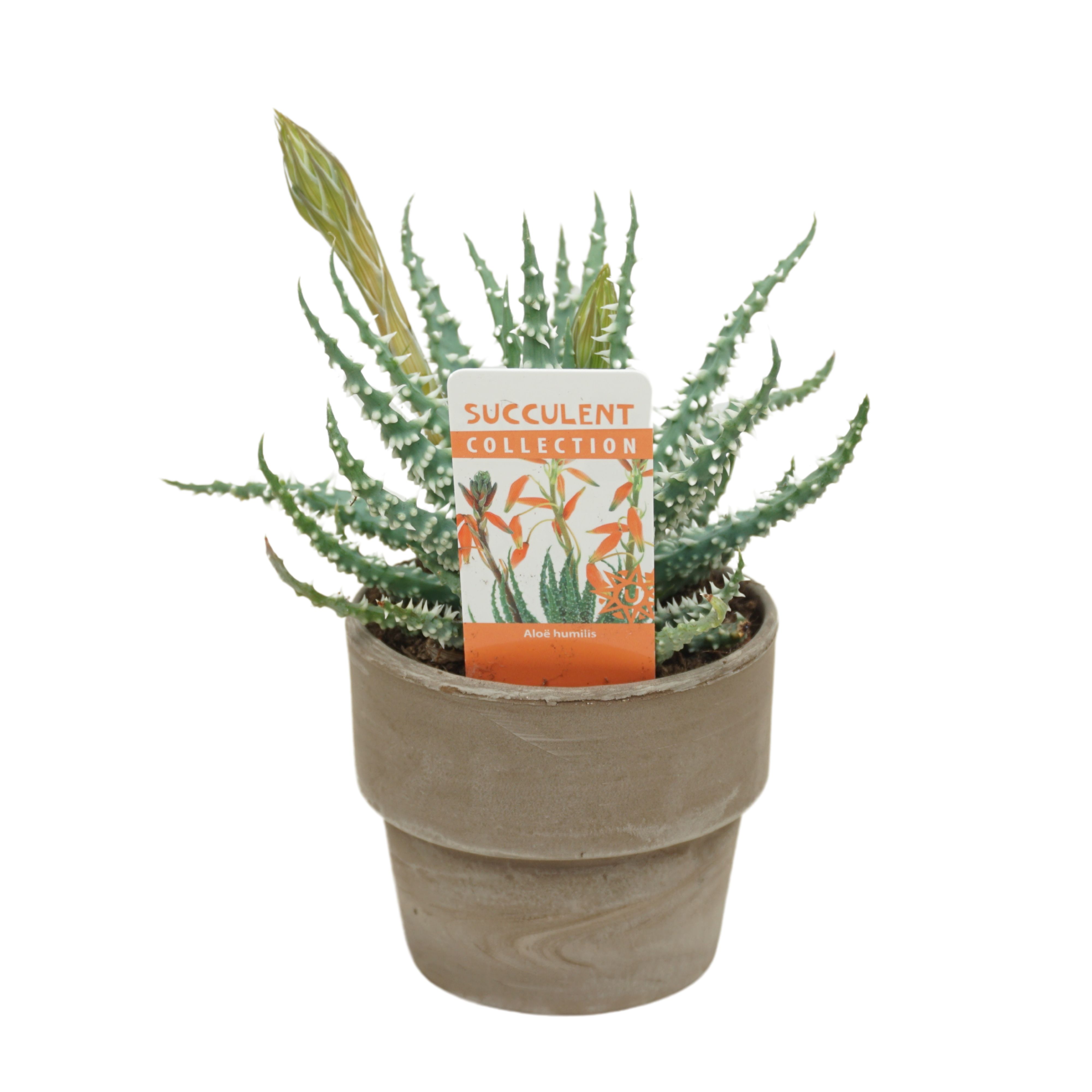 Aloë humilis 8,5 cm bloeiend in 'Grijze Kraagpot' met etiket, D 8,5