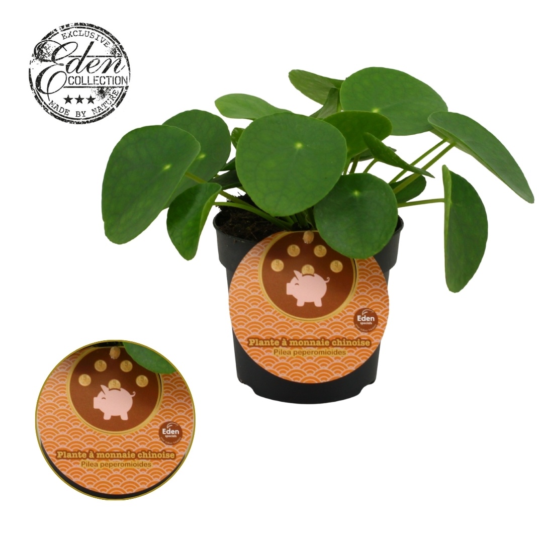 Pilea Peperomioides 10,5cm Frans etiket, D 10,5