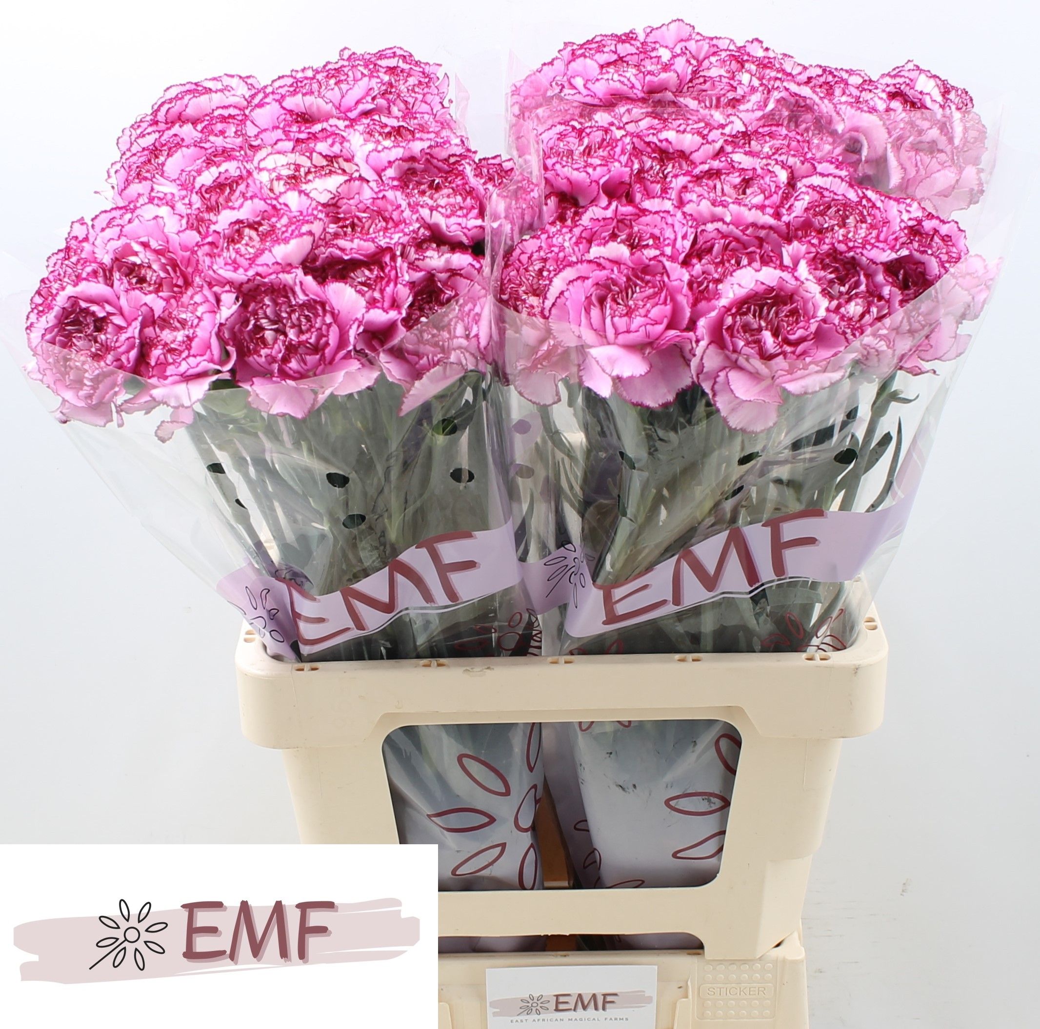 Диантус од. Роял Дамаскус, шт. Диантус од. Роял Дамаскус, шт.