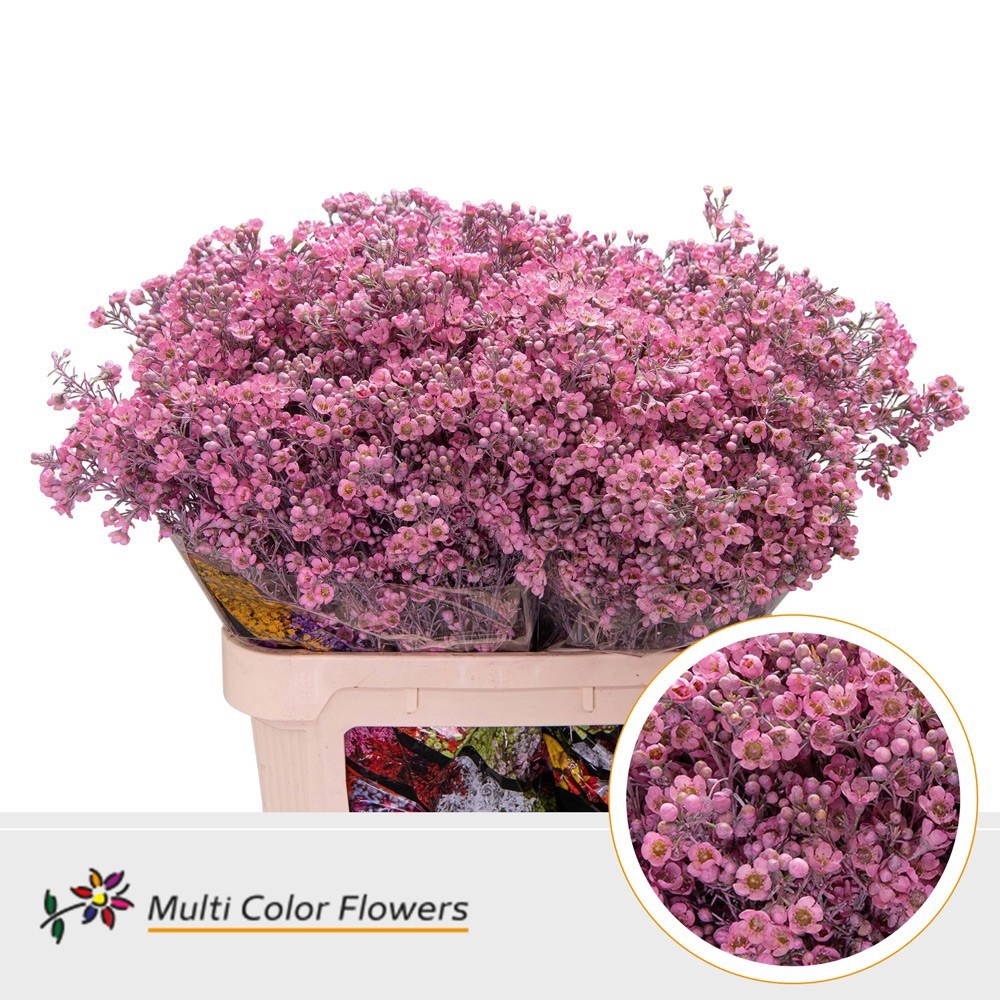 Шамелациум Овериг Крашеный (краш. ) 80, шт.