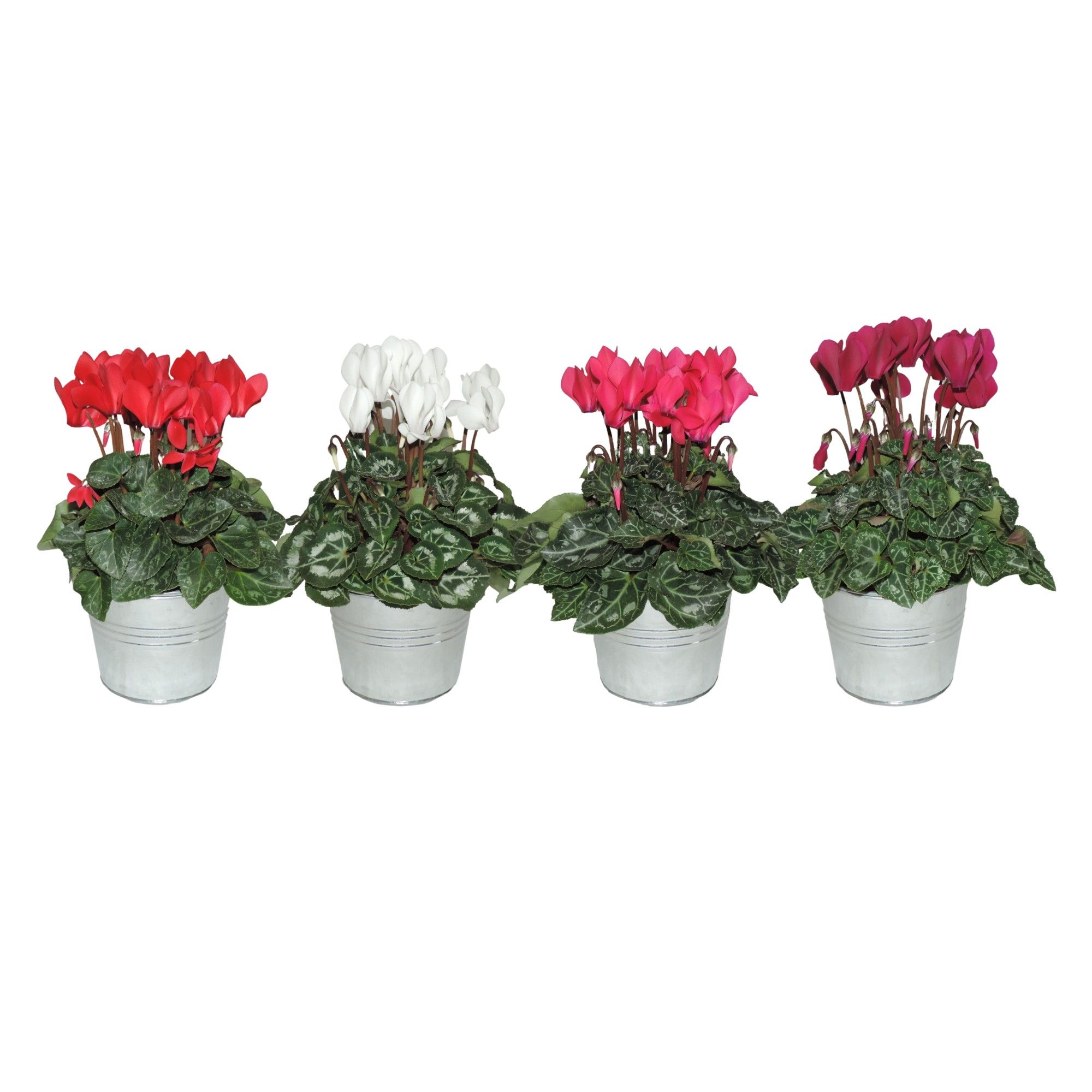 Cyclamen Super Serie in Zinken pot met Hengsel Gemengd, D 10,5