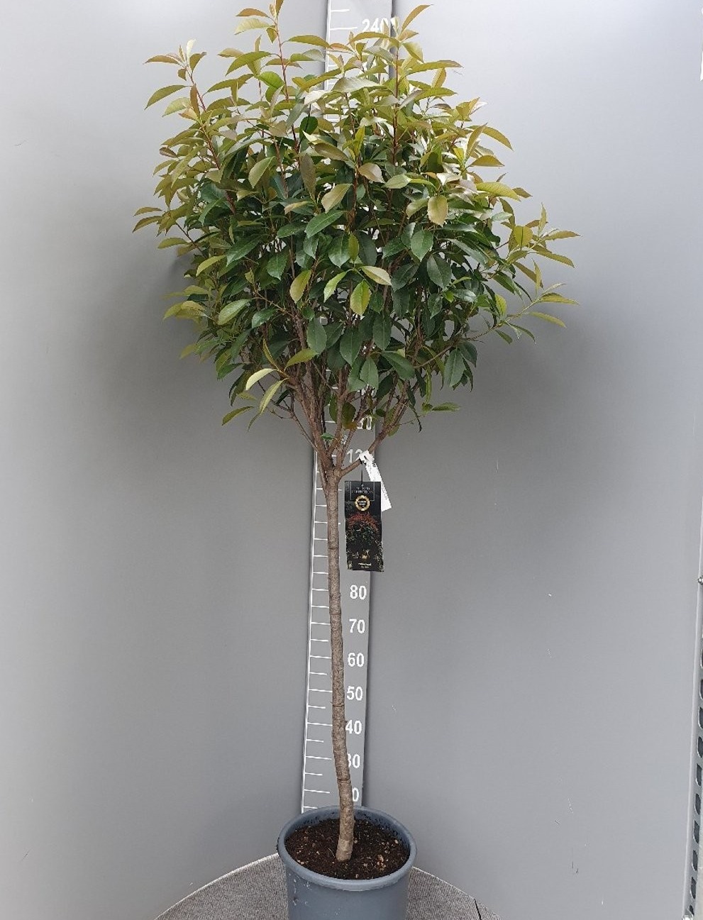 Photinia fraseri 'Red Robin', D 38