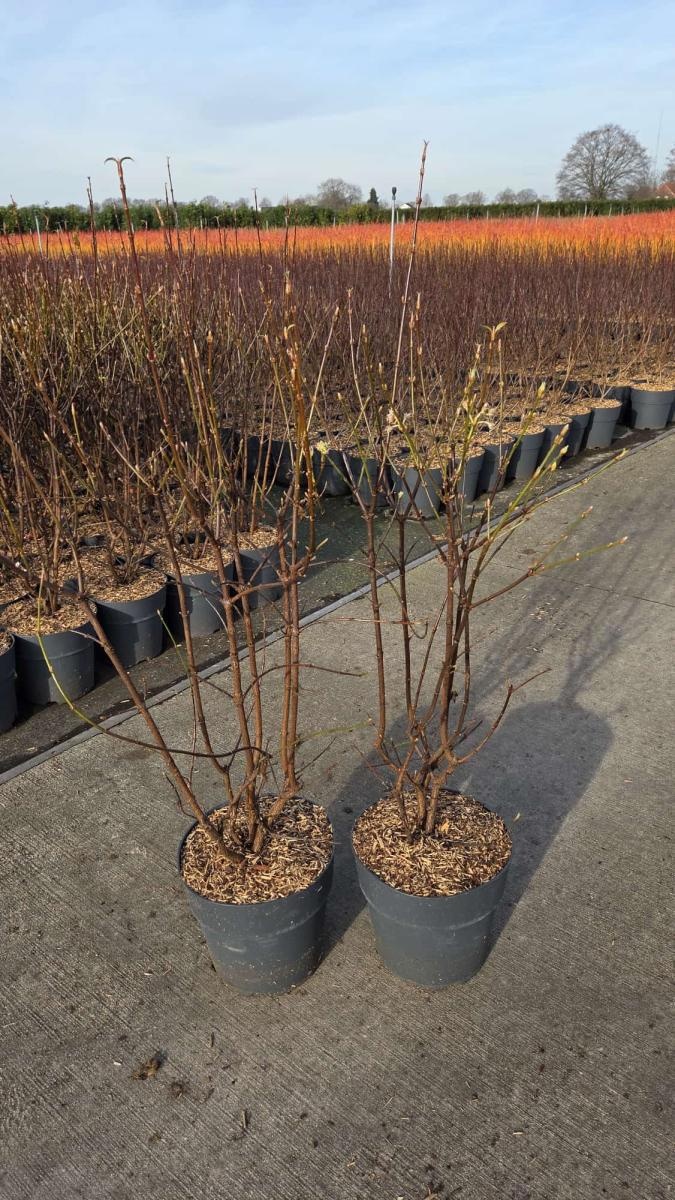 Viburnum bodn. 'Dawn', D 29