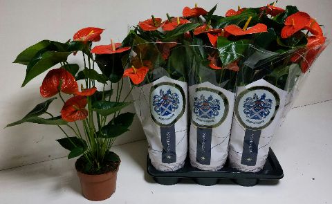 ANTHU A Delicia Delicia, D 17 cm