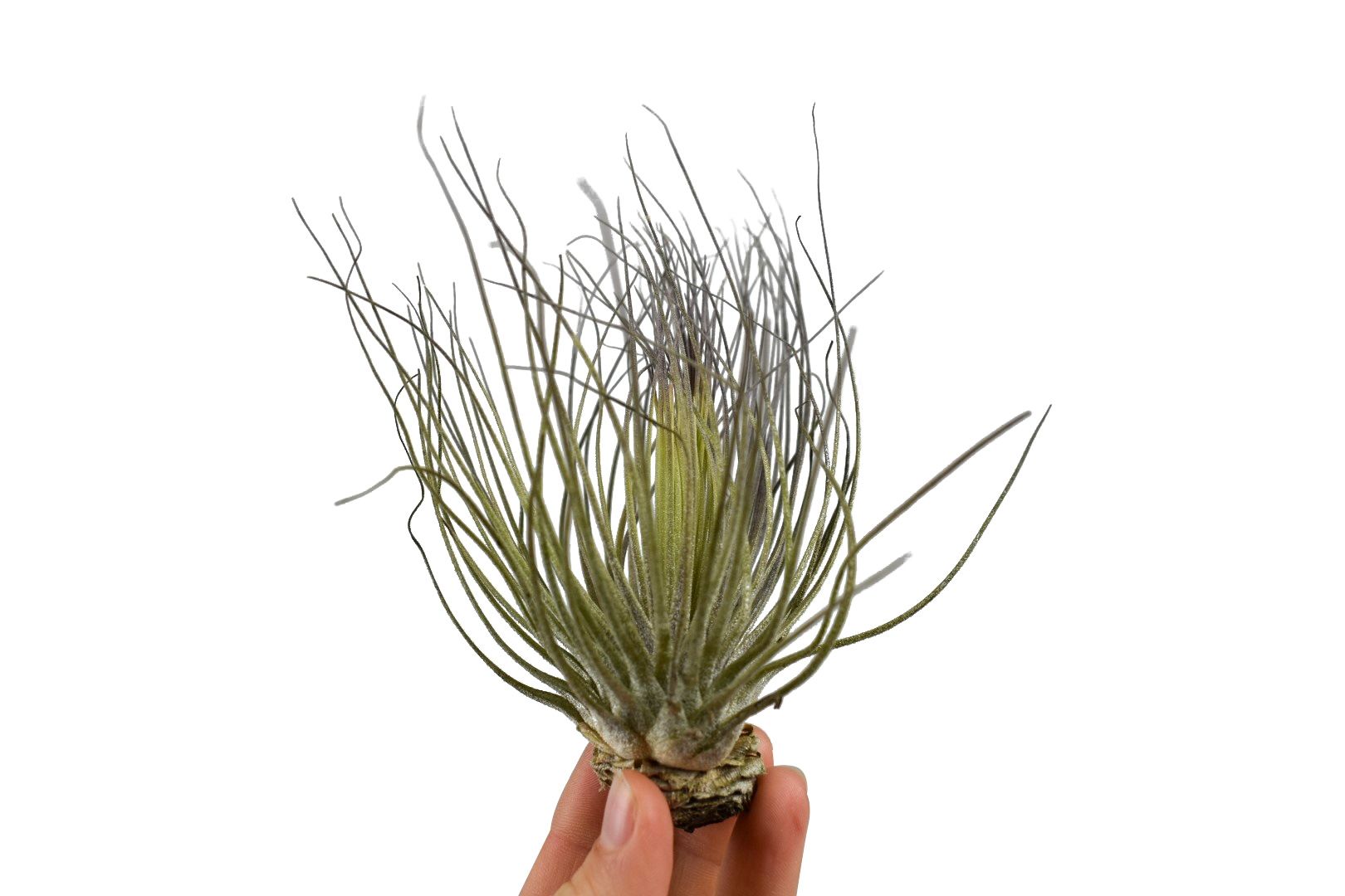 tillandsia magnusiana, D 10
