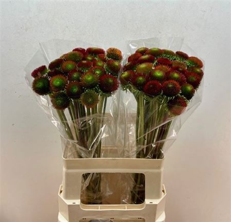 Эхинацея Пурпурея 60, шт.