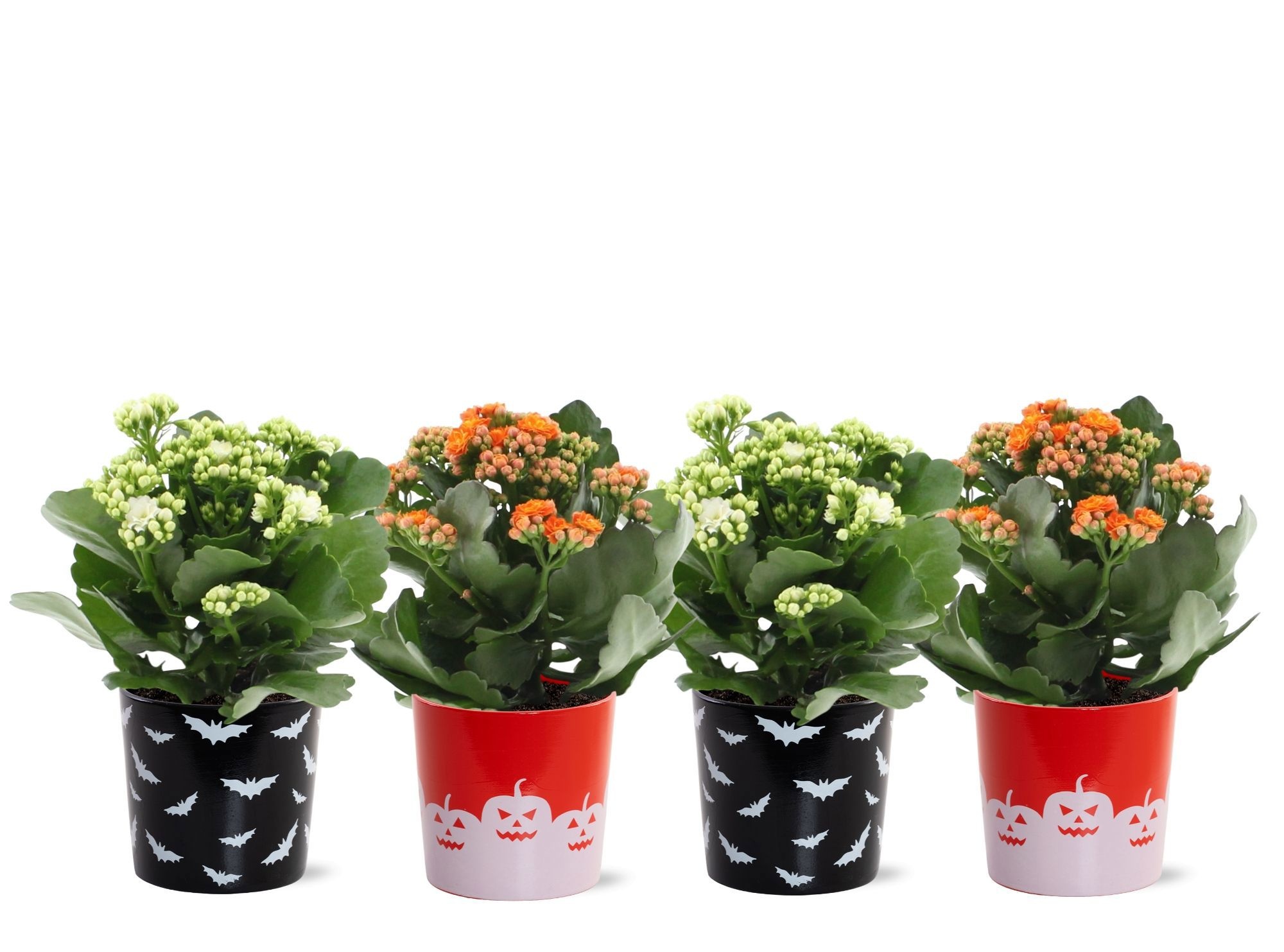 Kalanchoë Orange & White mix in Halloween Bat + Pumpkin ceramics, D 12