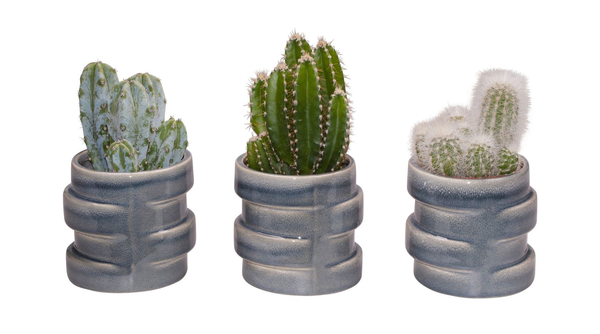 L 65514 with Cactus Mix, D 6