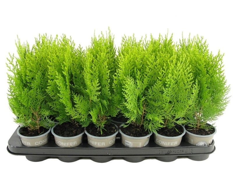 Platycladus oriënt. 'Aurea Nana', D 9