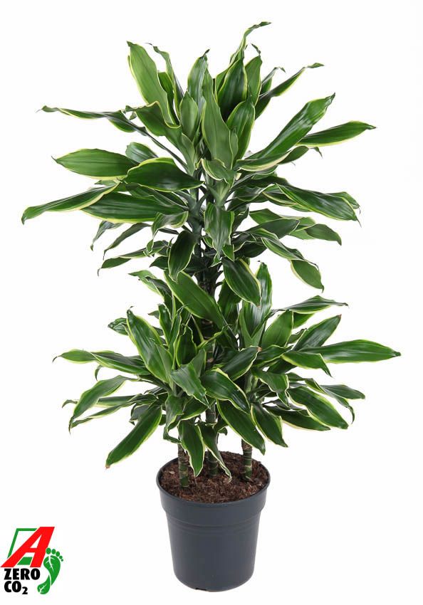Dracaena Gold Coast 45-carrousel, D 21