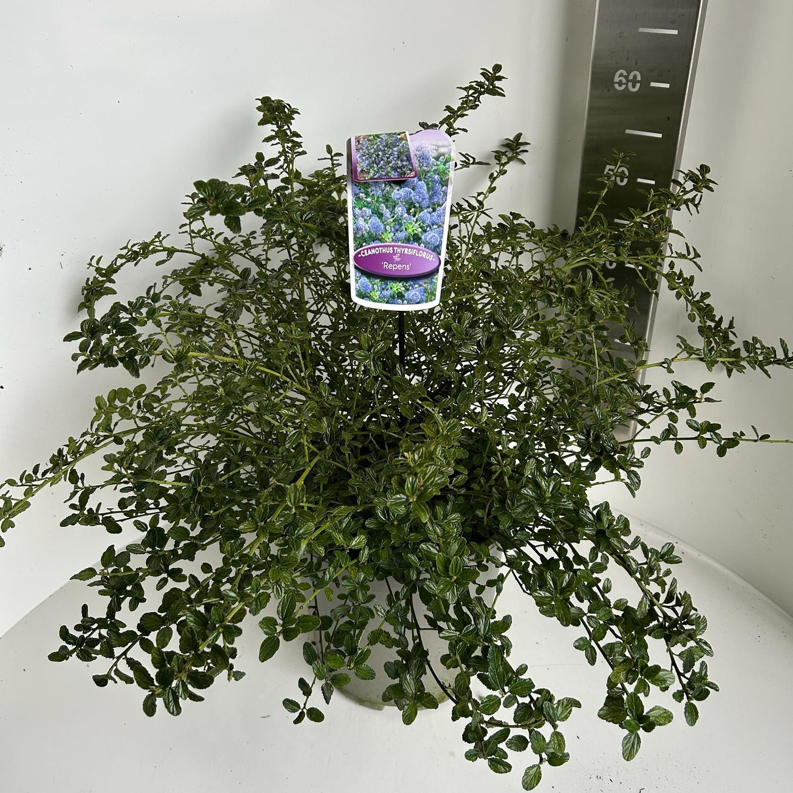 Ceanothus thyr. Repens, D 27