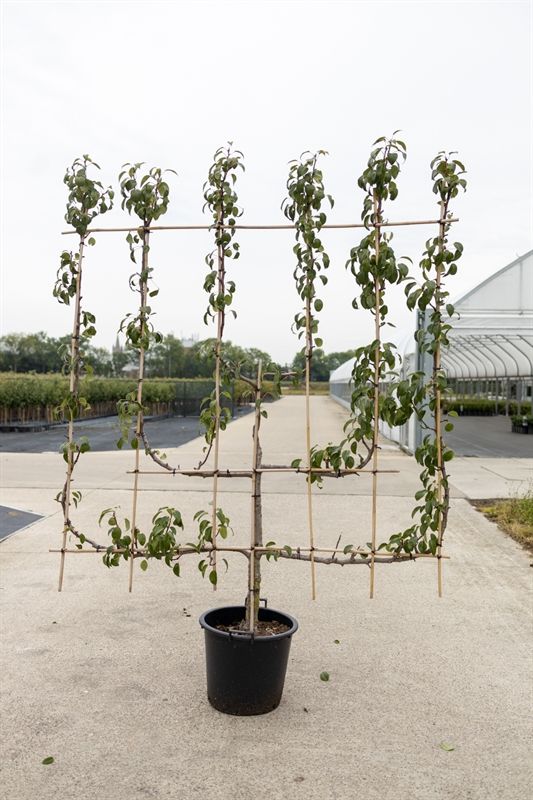 Pyrus comm. 6-arm Verticaal Peer leivorm, D 50