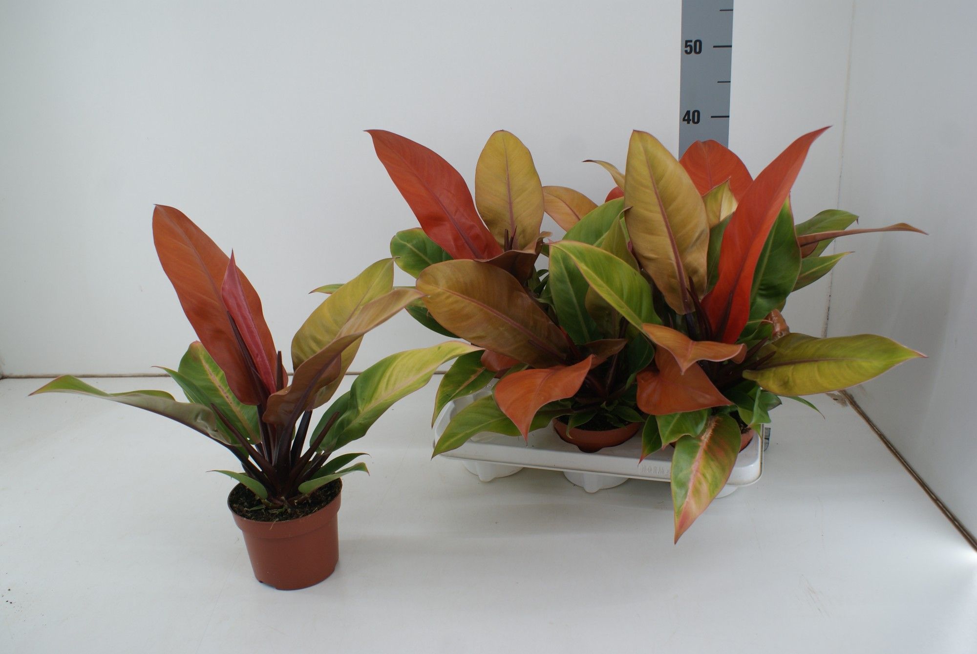 Philodendron Prince of Orange, D 12 cm