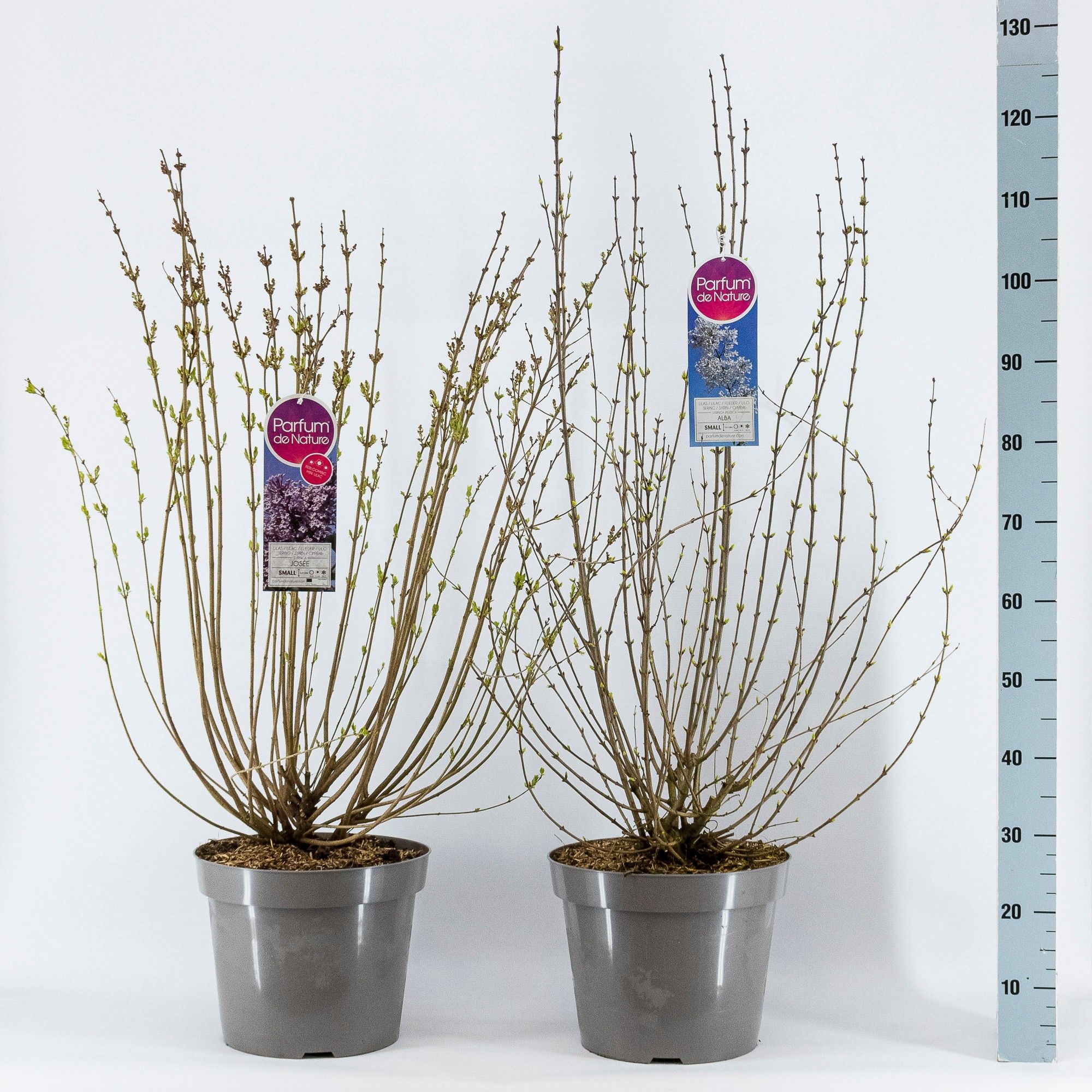 Syringa Mini sering, 3-jarig, C15 Solitair mix, D 32