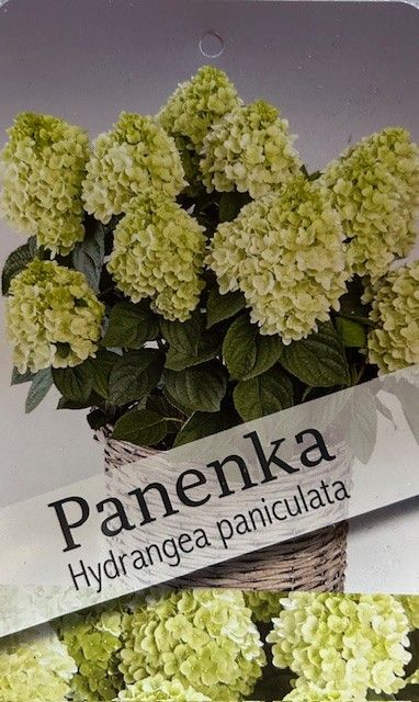 Hydrangea pan. 'Panenka' P29, D 29