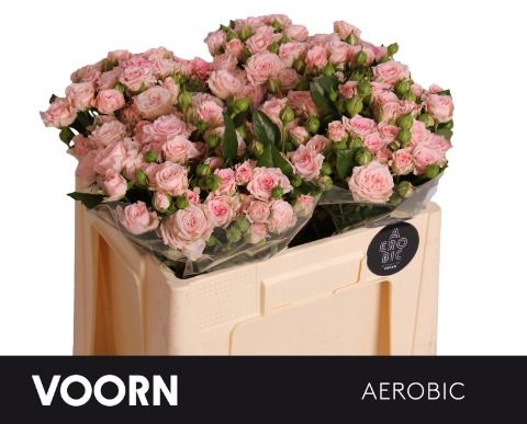 Роза куст. Аэробик 50, шт.