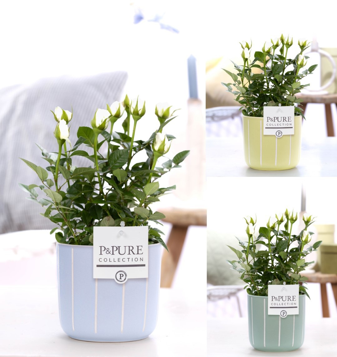 Rosa white in P&PURE Fleur ceramics ass.3, D 12