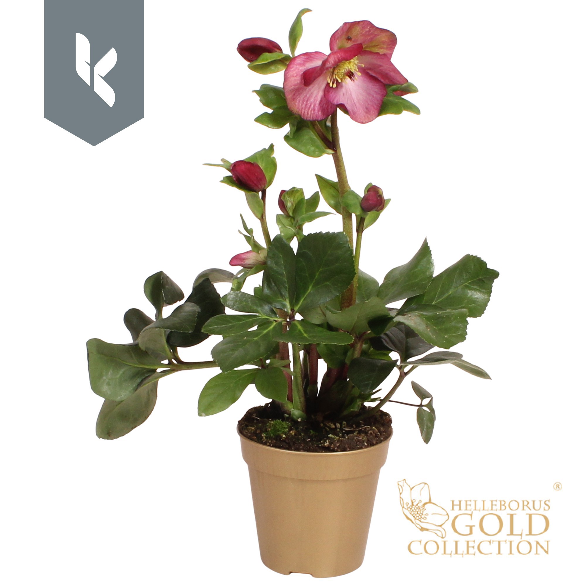 HGC Helleborus Winter Ballet Red in gouden pot, D 13 cm