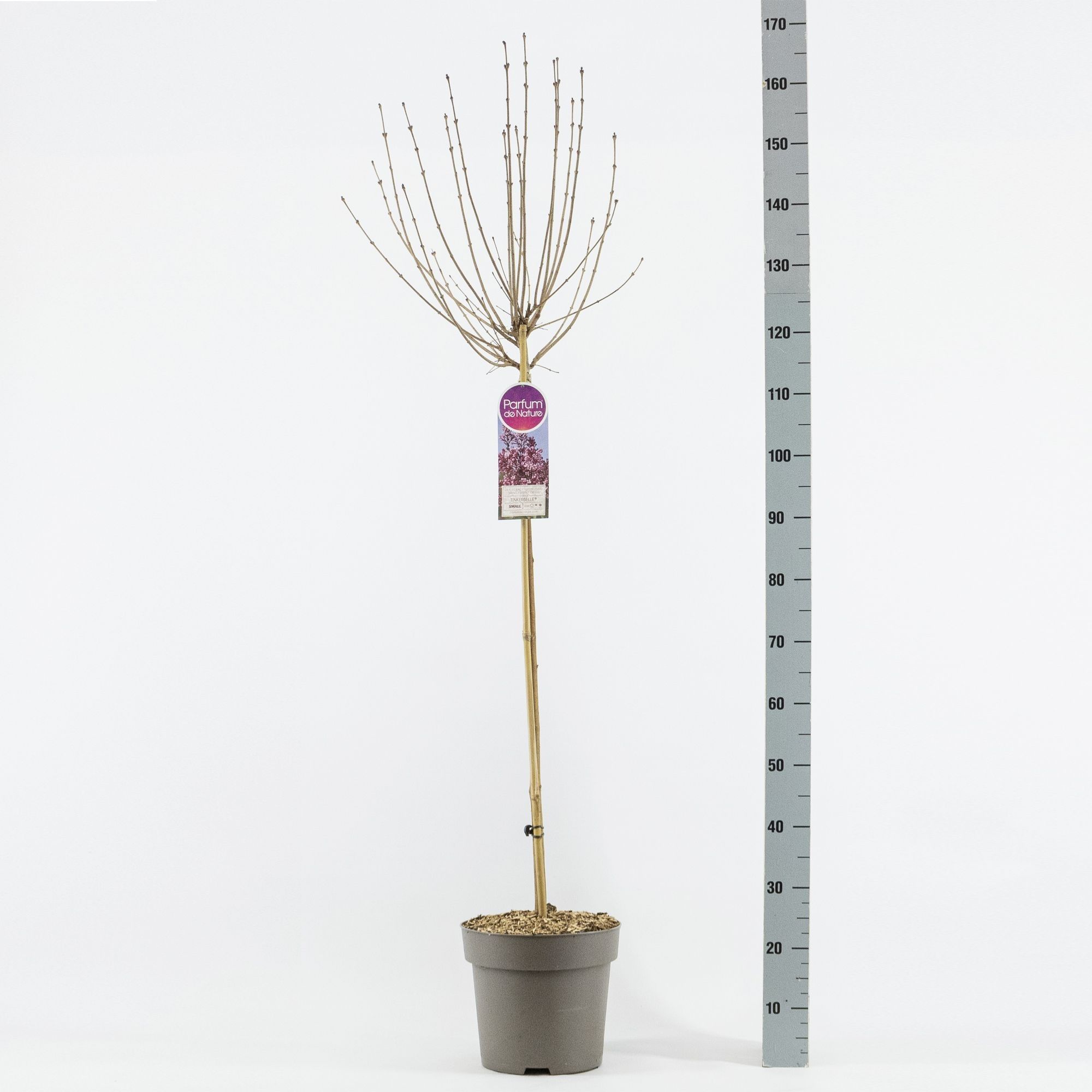 Syringa Tinkerbelle®, stam 90, 2-jarig, C10, D 27 cm Syringa Tinkerbelle®, stam 90, 2-jarig, C10, D 27 cm