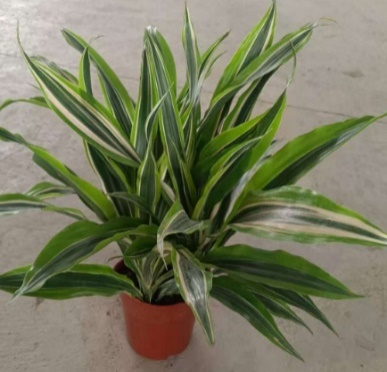 Драцена фрагранс лемон лайм 14 35 14 38