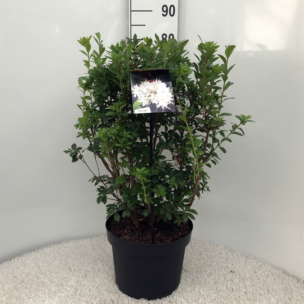 Rhodo. (AM) 'Viscosa' white, D 29