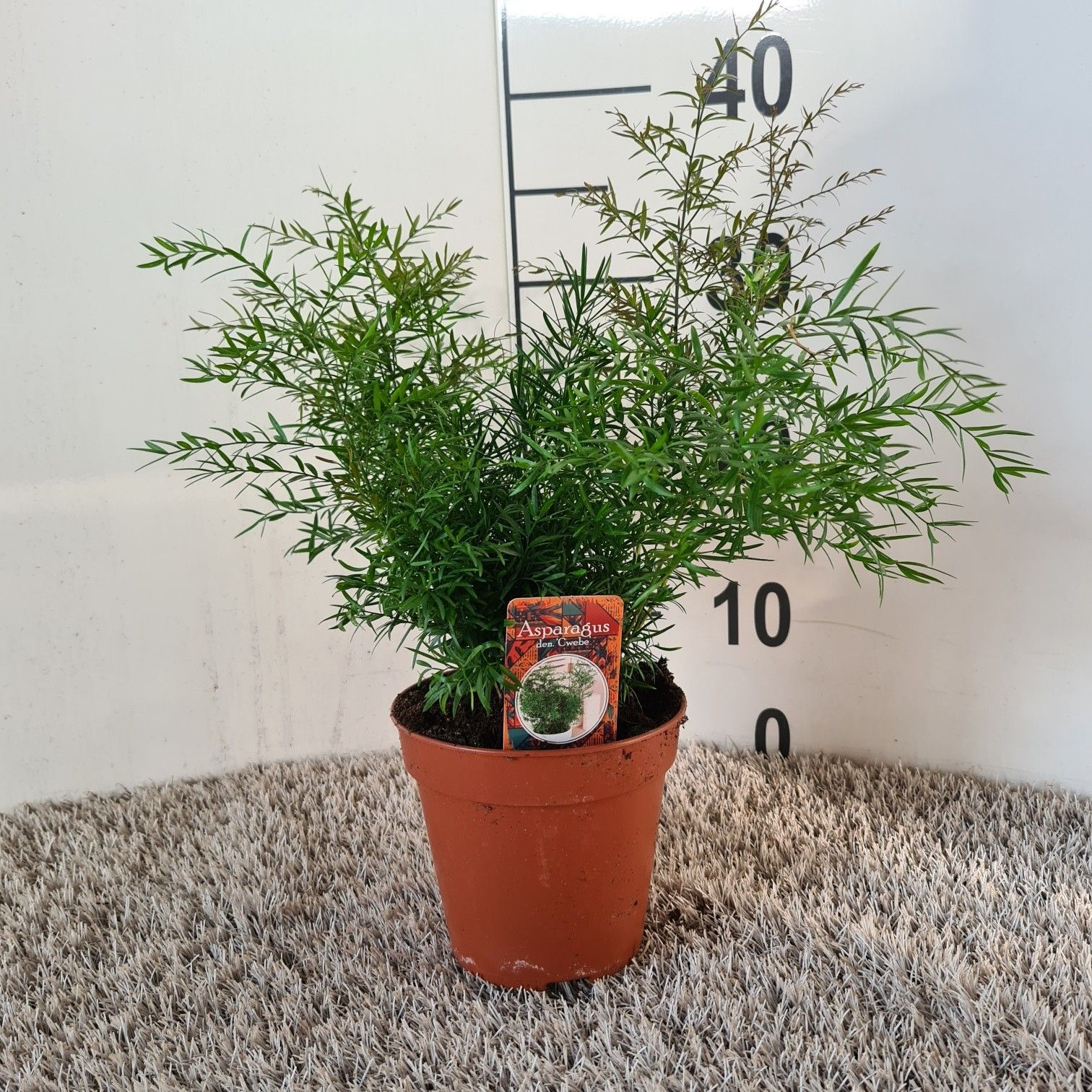 Asparagus densiflorus Cwebe, D 13