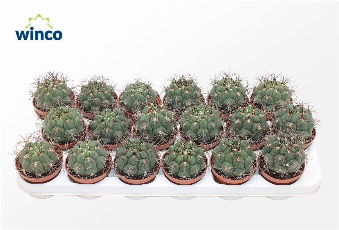 Gymnocalycium Saglyonis, D 8,5