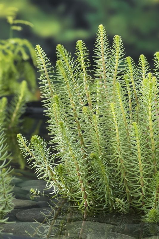 Hippuris vulgaris, D 9