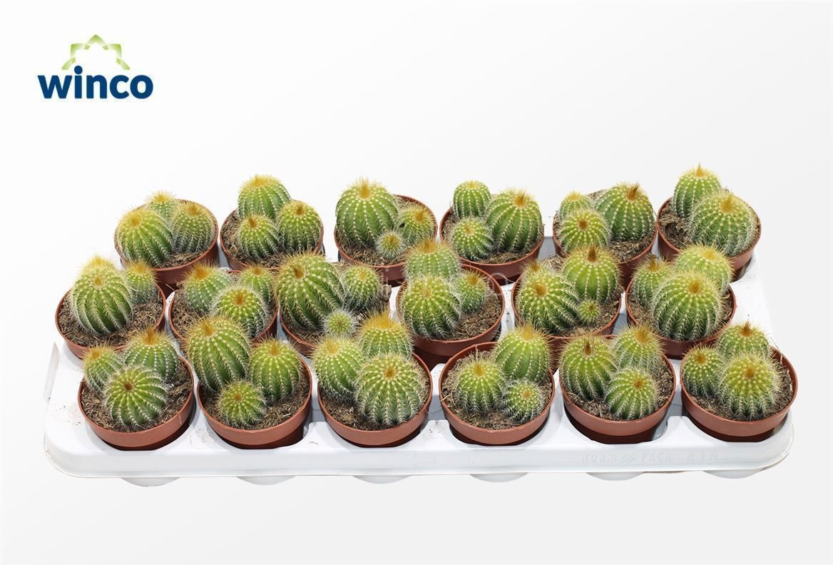 Notocactus Warasii (group), D 8,5