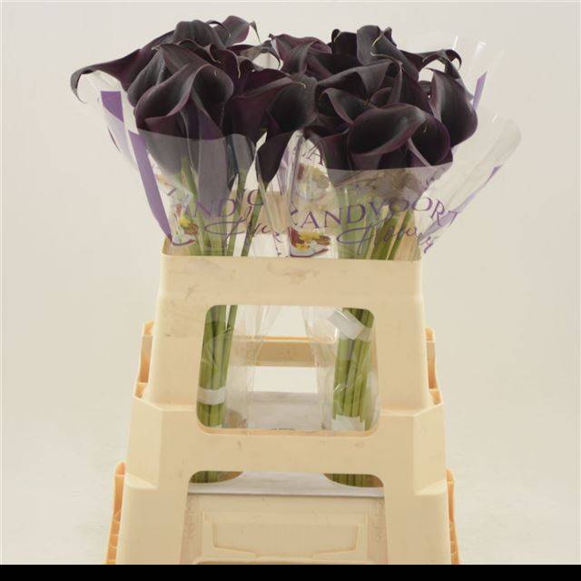 Калла Одесса 55, шт.