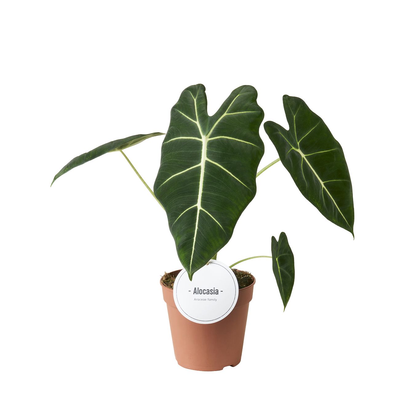 Alocasia Frydek, D 12