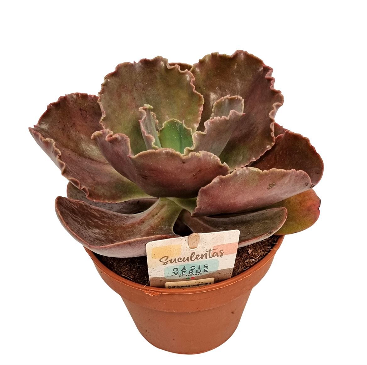 Echeveria Crenulata, D 14 cm