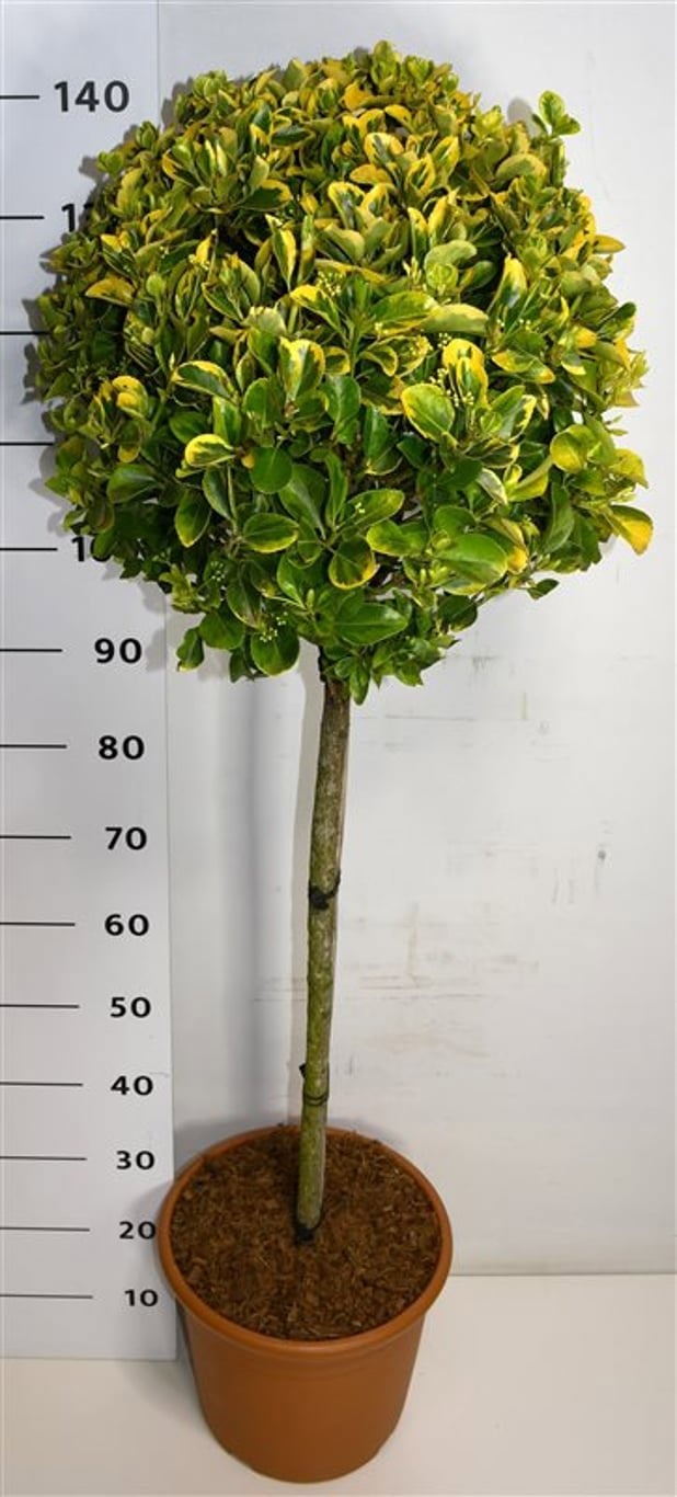 Euonymus jap. 'Aureus', D 32