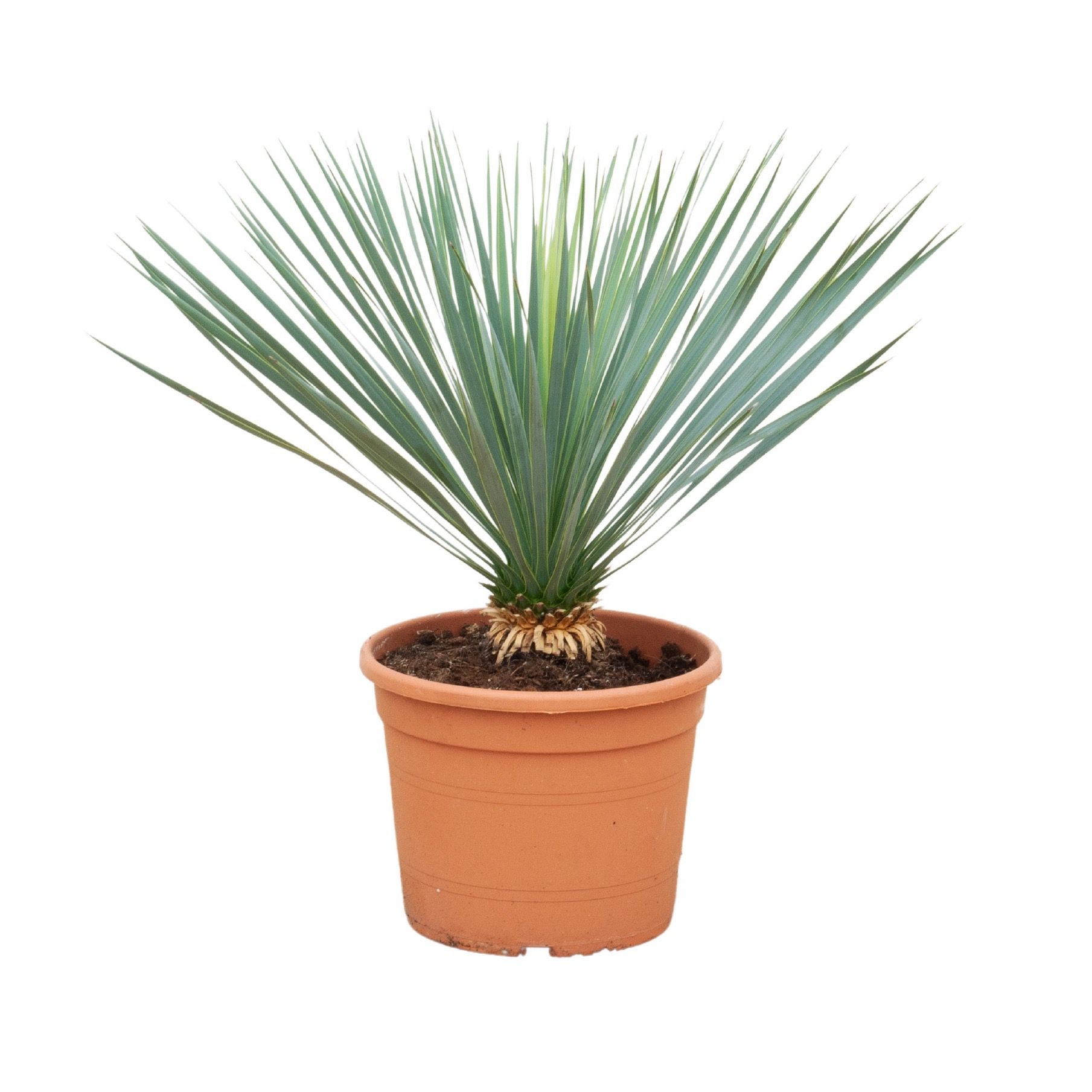 Yucca Rostrata - 70cm, D 27