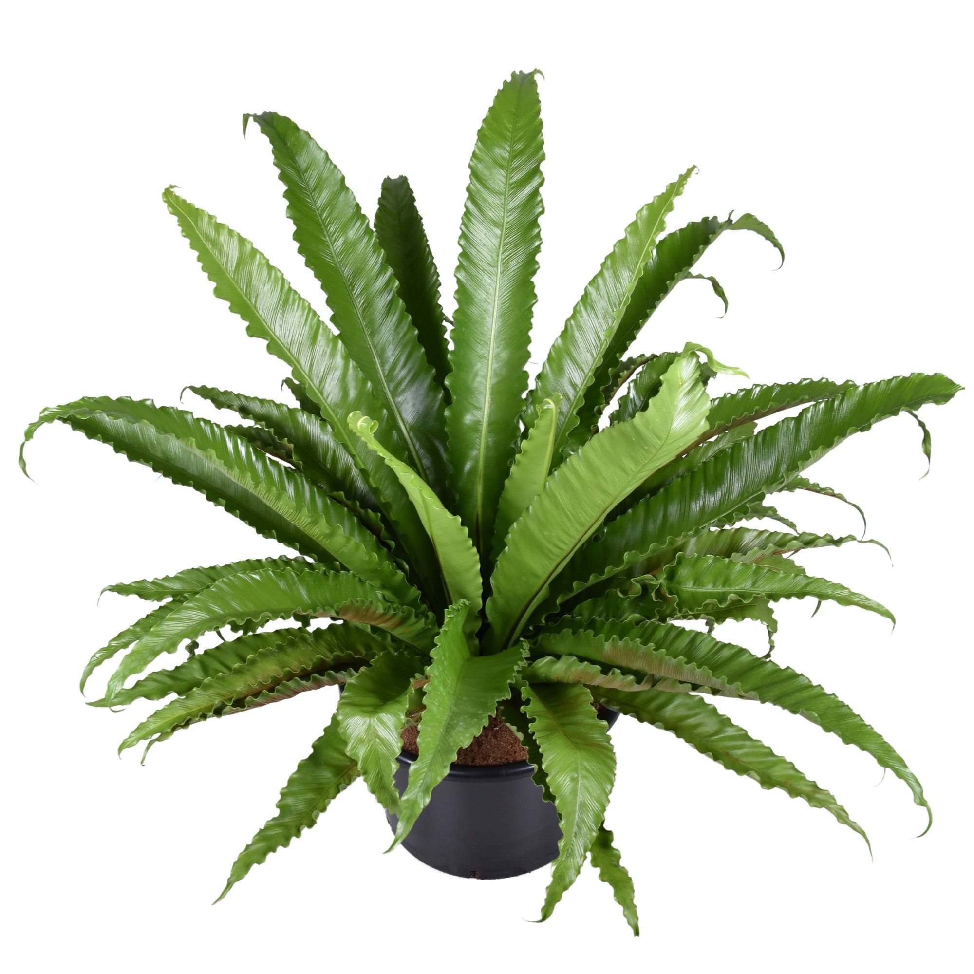 Asplenium osaka, D 37
