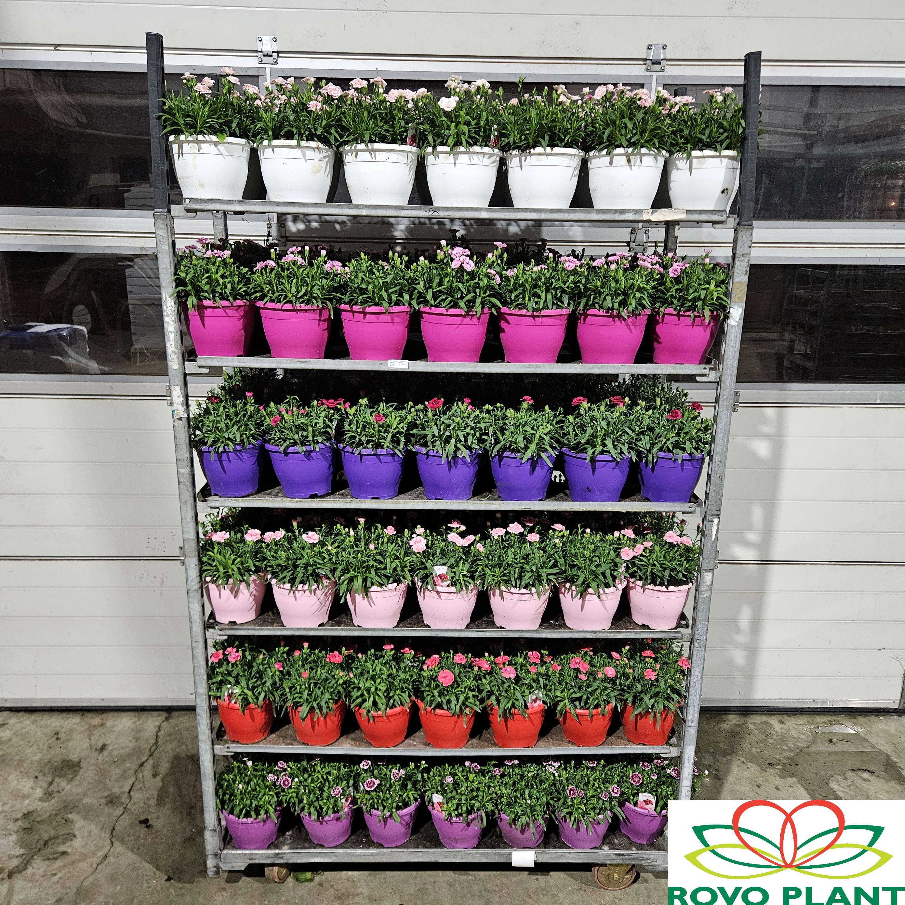 Dianthus Oscar 19 cm, D 19