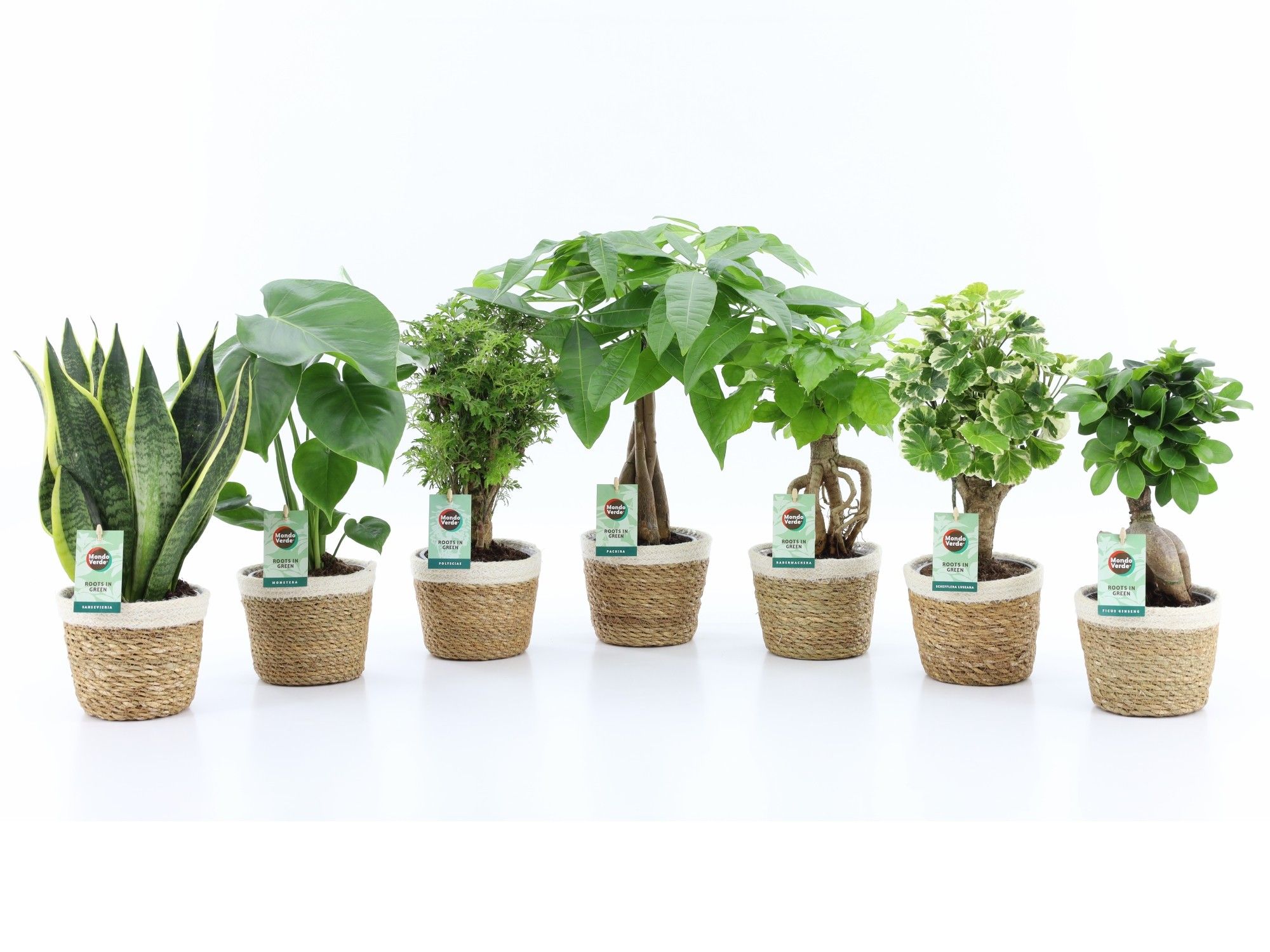 Exotic Green Mix in Noah Korb, D 14