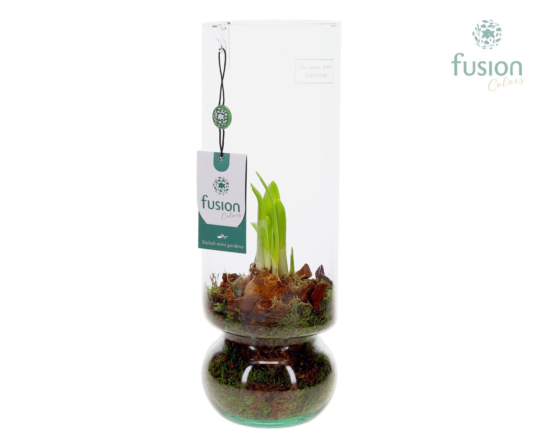 Green BottleAngelica Large met Narcissus, D 12
