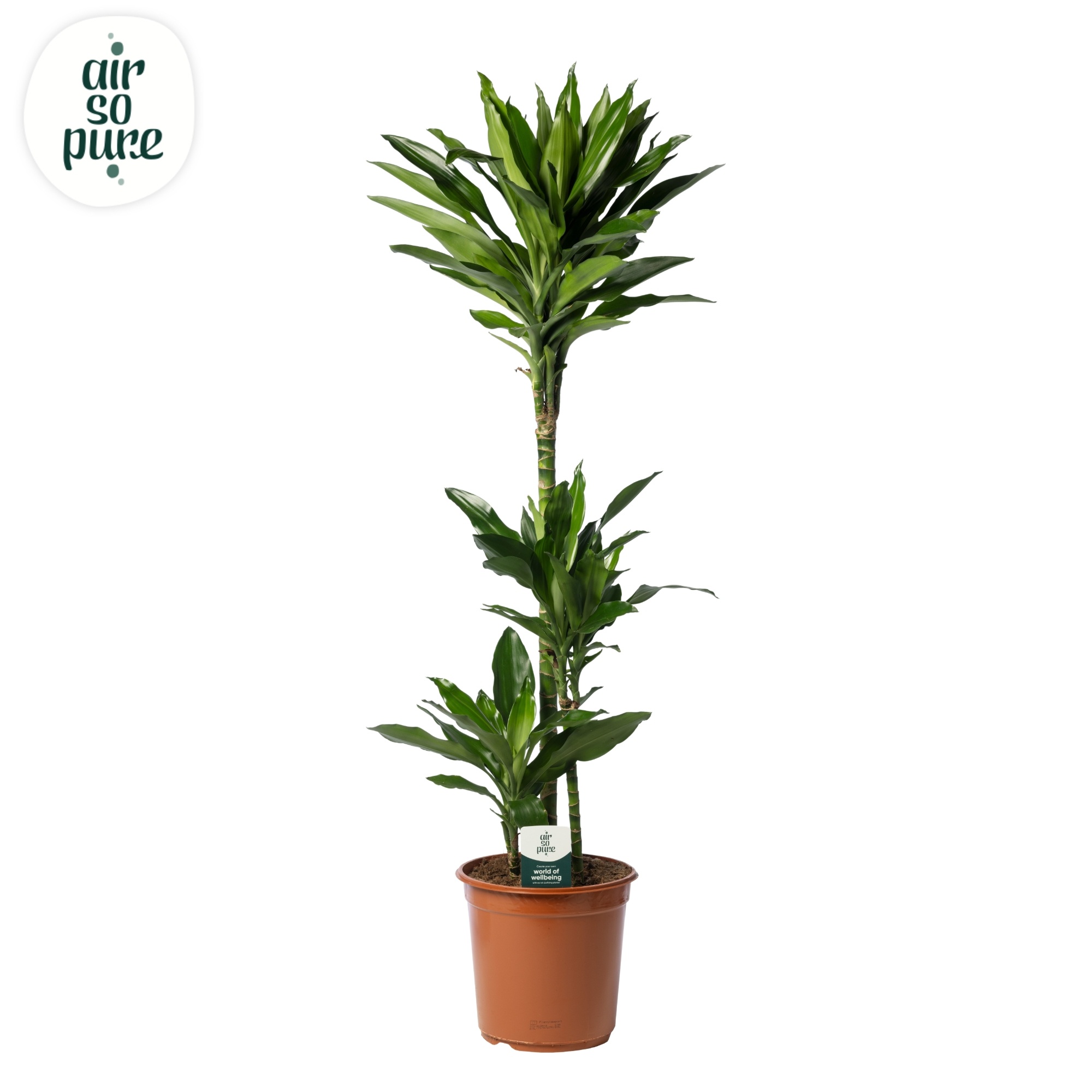 Dracaena Janet Lind p24, 75+30+10, D 24