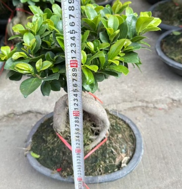 Фикус Гинсенг Баньян 32 50