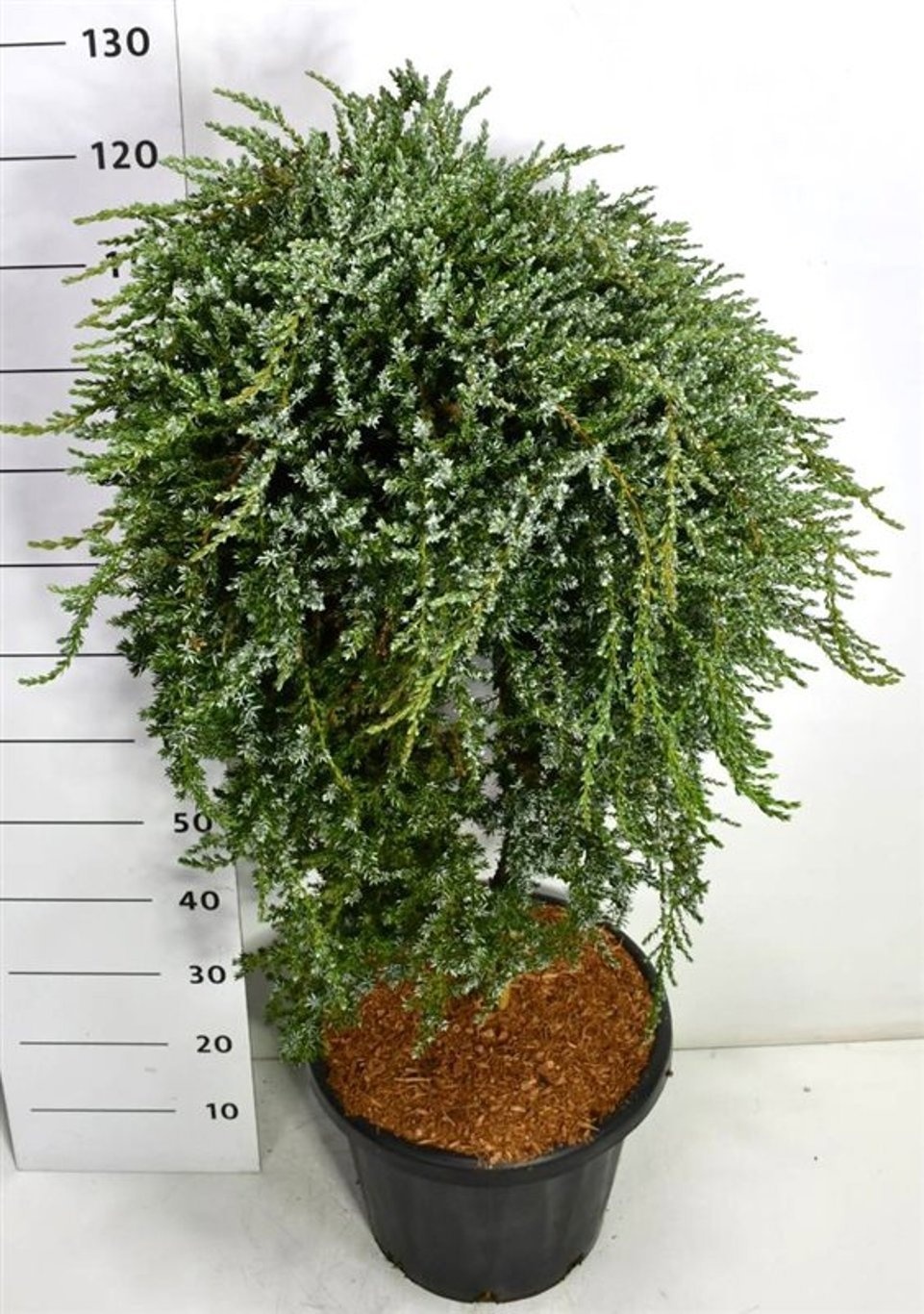 Juniperus communis saxatilis, D 38