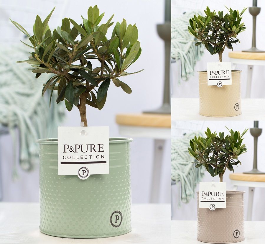 Olea Europaea in P&PURE zinc Louise 4 assorti, D 12