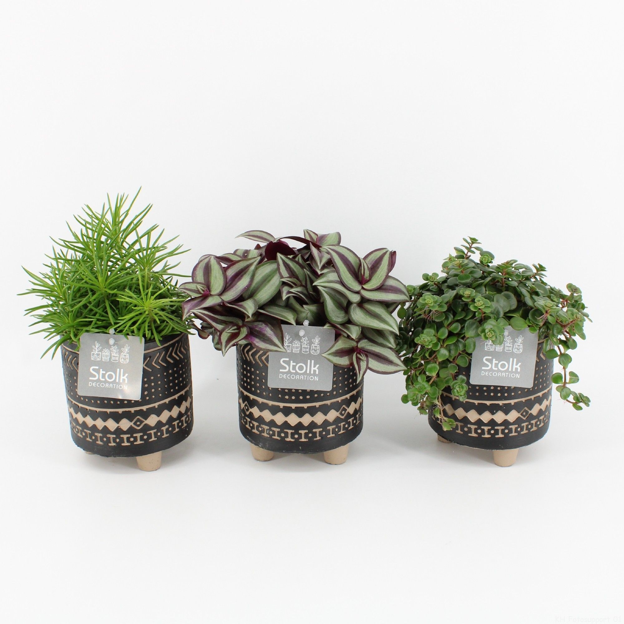 Pure Green mix in Maya pot soorten : Rhipsalis, Tradescantia, Sedum, D 13