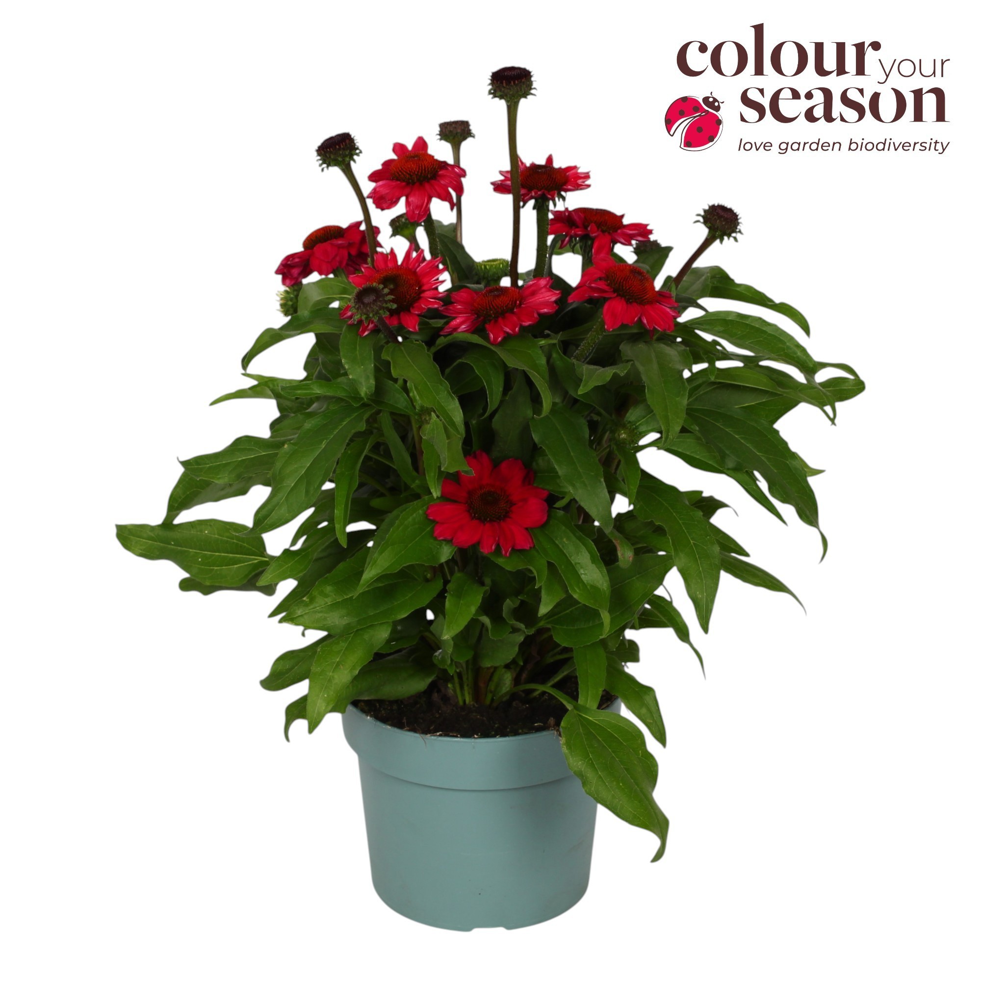 Echinacea Mooodz Flirty P19, D 19