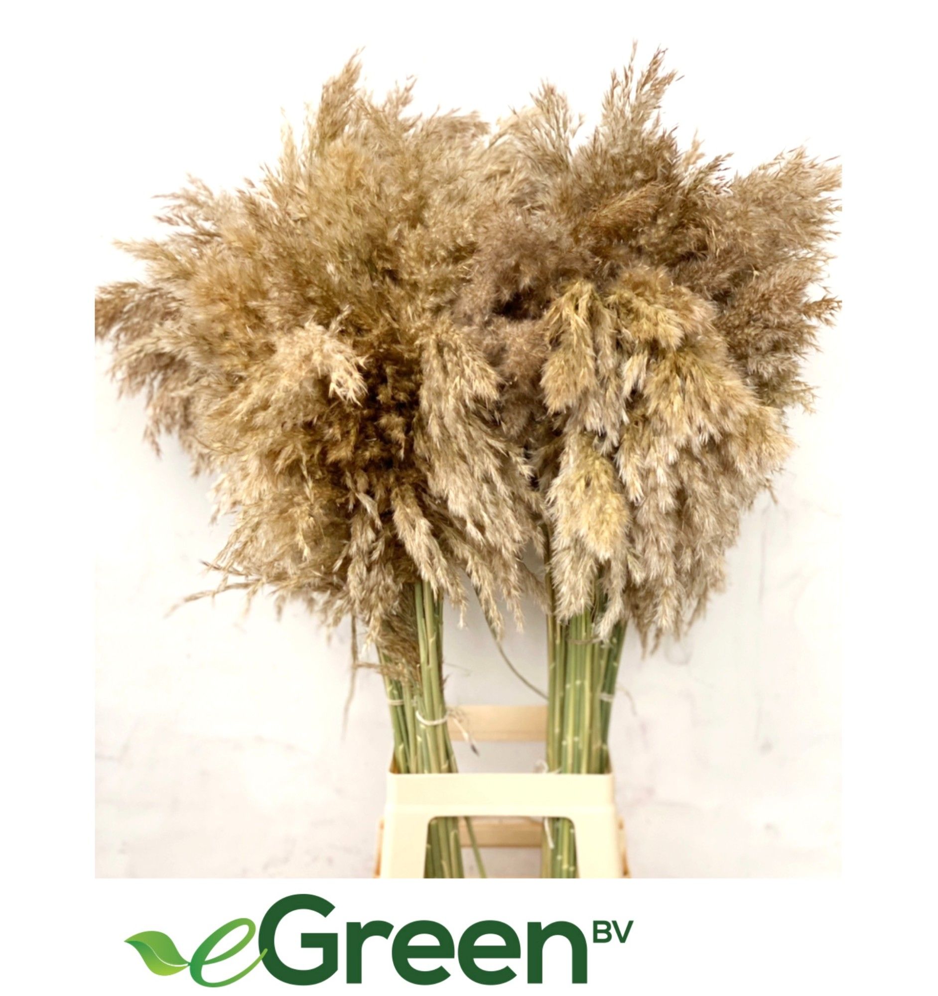 Кортадерия Овериг 100, шт.