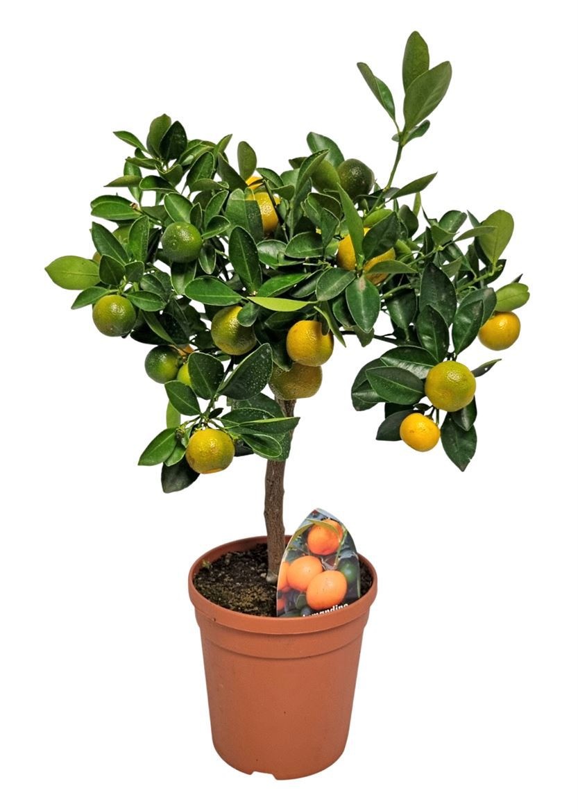 Citrus Calamondin Stem, D 15